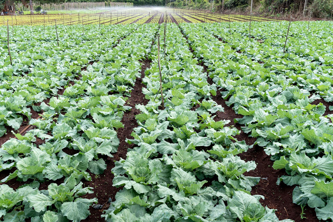 Vibrant cabbage farm displaying a wide array of fresh vegetables in a rural agricultural landscape.