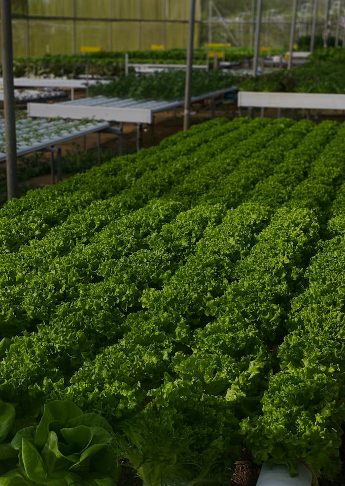 Vibrant rows of curly lettuce growing in an industrial greenhouse setting, showcasing sustainable agriculture.