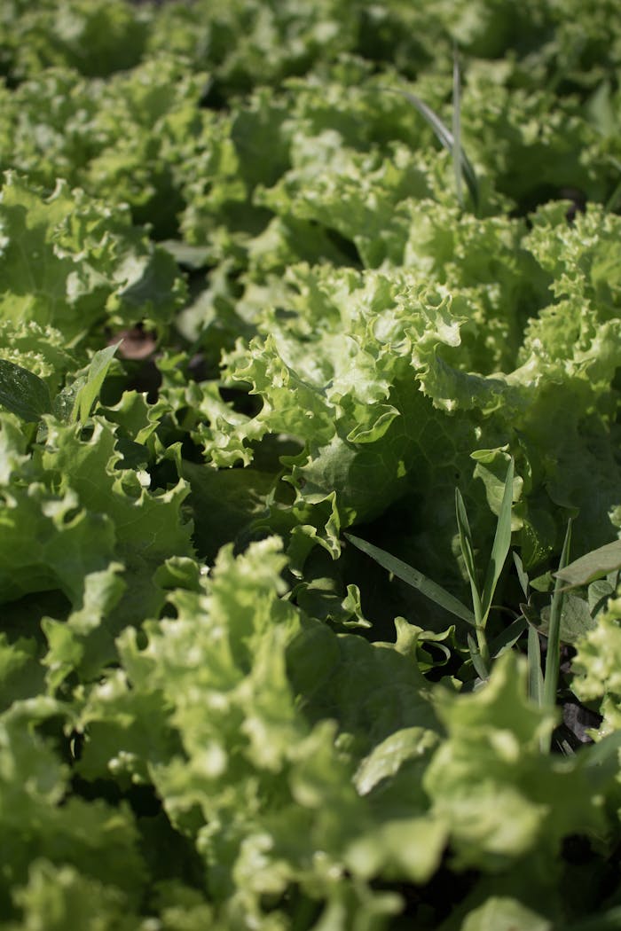 Close-up of fresh green lettuce leaves growing in a sunlit outdoor field, showcasing vibrant textures.