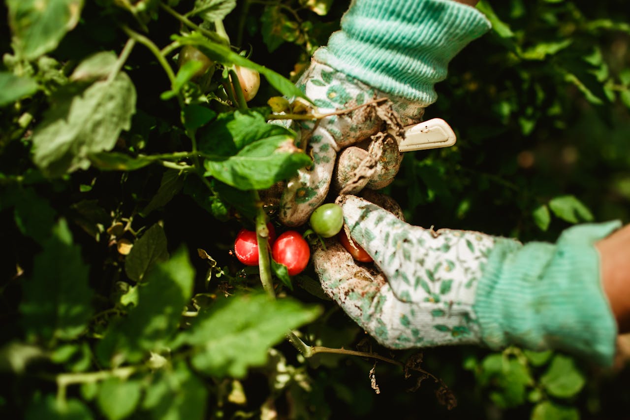 Close-up of hands in gloves picking tomatoes in lush green garden.
