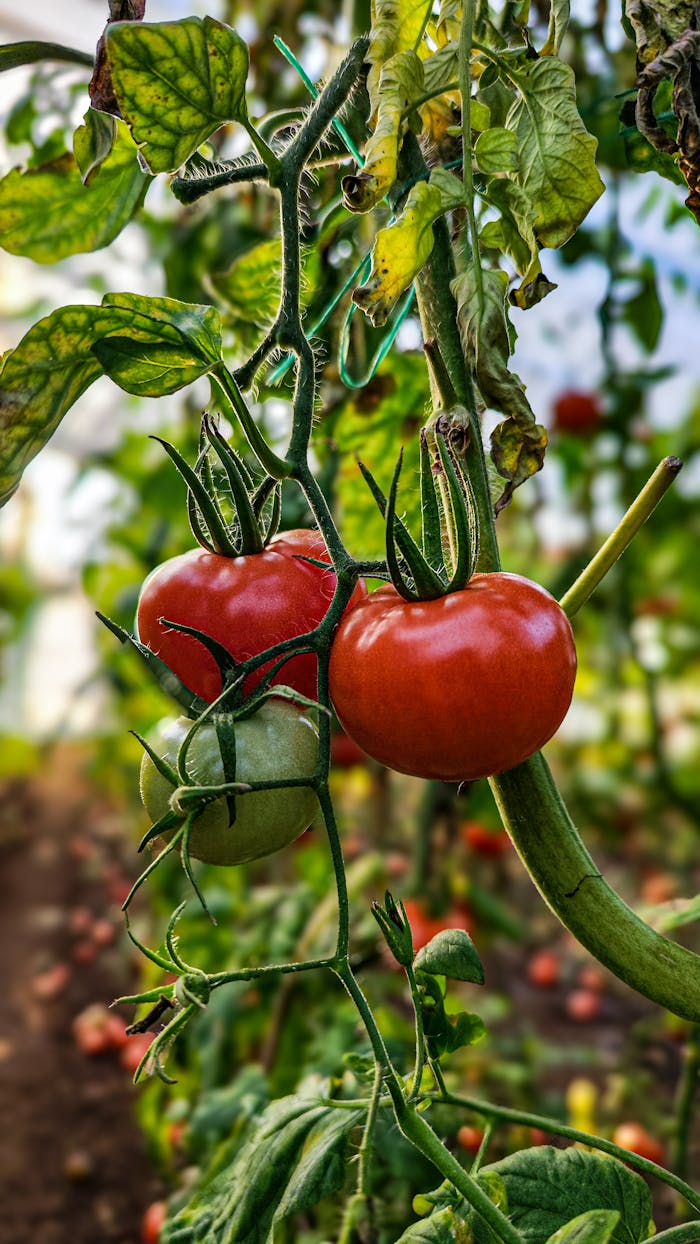 Vibrant ripe red and green tomatoes on the vine in a garden setting.