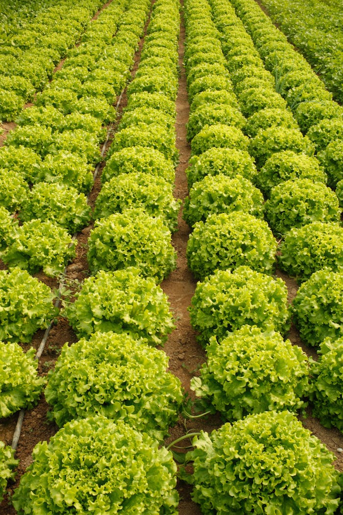 Rows of fresh green lettuce growing in an open field, perfect for farm-to-table concepts.