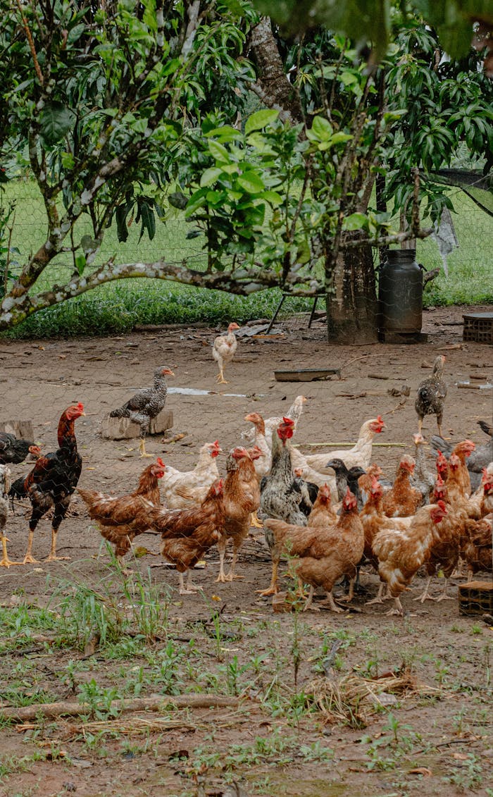 A group of free-range chickens wandering in a rural farm environment with lush greenery.