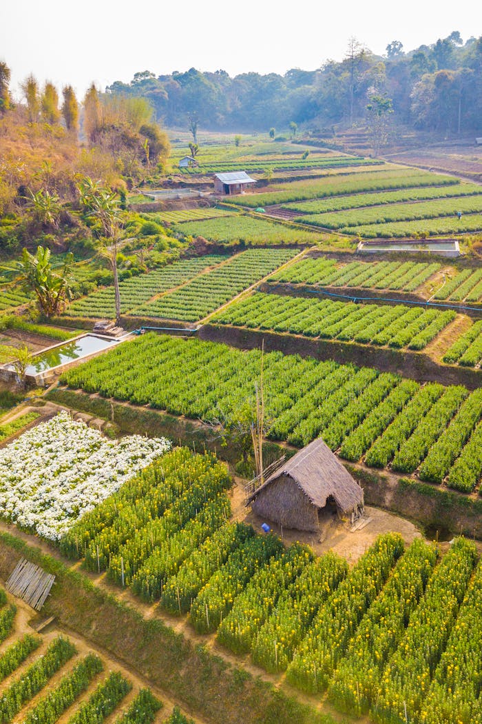 Aerial view of vibrant farmland with lush crops and a rustic hut on a sunny day.