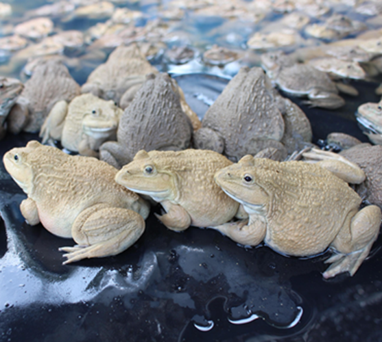 กบนา(พ่อแม่พันธุ์)