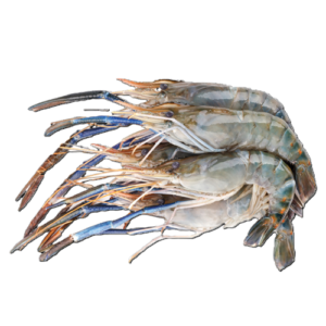 กุ้งก้ามกราม(สด)