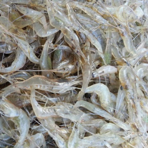 กุ้งฝอย
